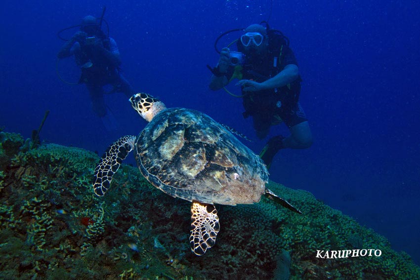 Plongée et fonds marins à Malendure en Guadeloupe